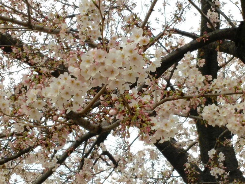 朝活英語のアイキャッチ